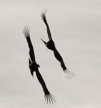 Andean Condors