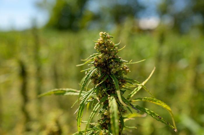 The 2014 and 2018 U.S. Farm Bills legalized the production of industrial hemp for cannabidiols, seed, and fiber. The relatively new industry has been challenged by wind-blown cross-pollination between neighboring hemp fields.