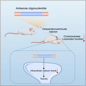 Mechanism of neurological side effects by antisense oligonucleotides