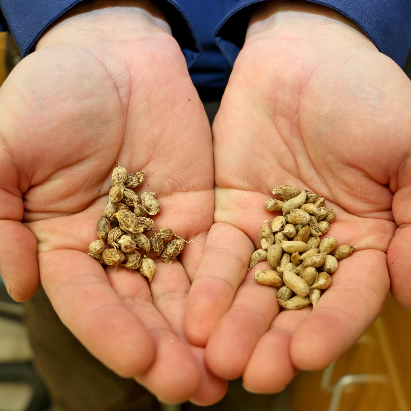 Wild Peanut Varieties