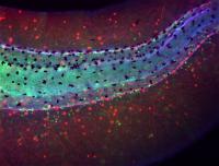 Brainless Frog Embryo Tail with Aberrant Immune Response