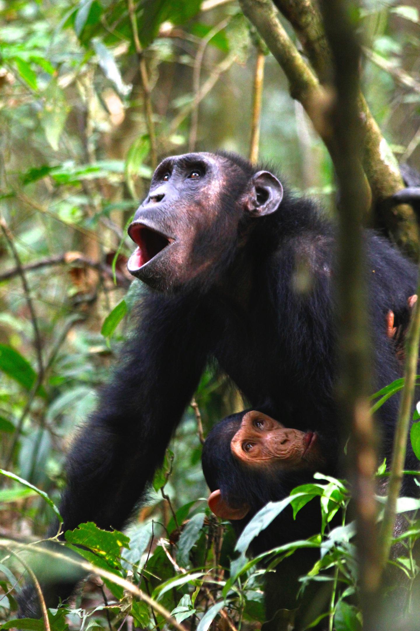 Chimpanzee Calls Variation