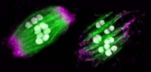 Spindle in an egg cell