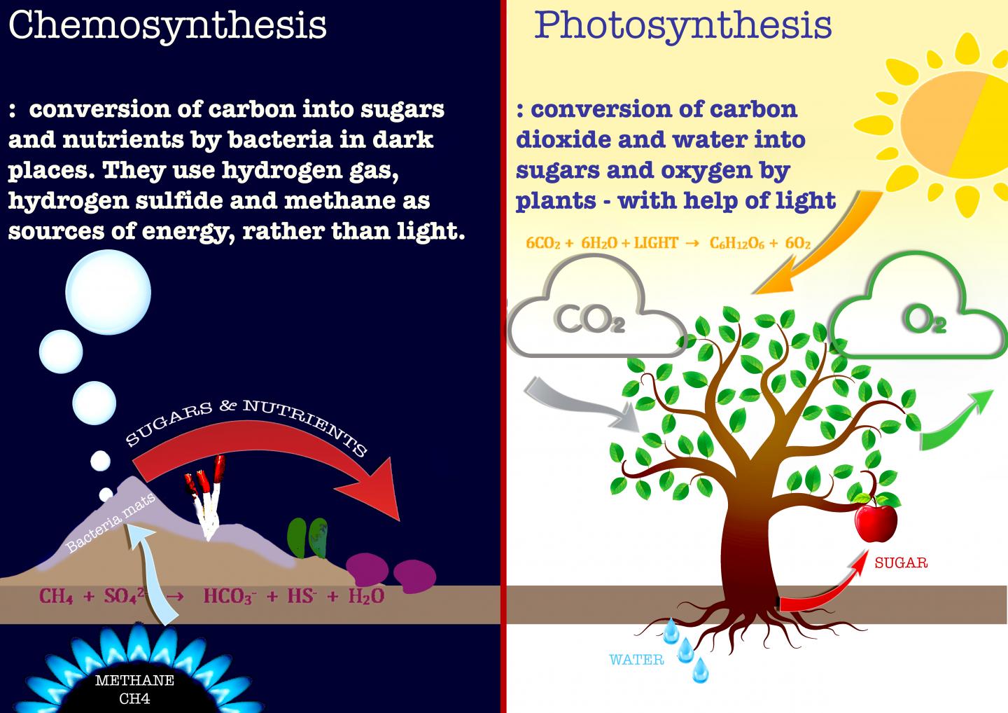 Chemosynthesis vs. Photosynthesis