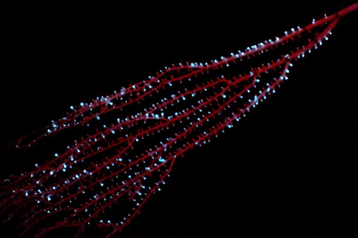 The bamboo octocoral Isidella sp. displaying bioluminescence in the Bahamas in 2009