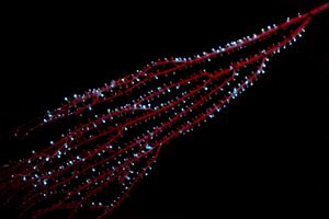 The bamboo octocoral Isidella sp. displaying bioluminescence in the Bahamas in 2009