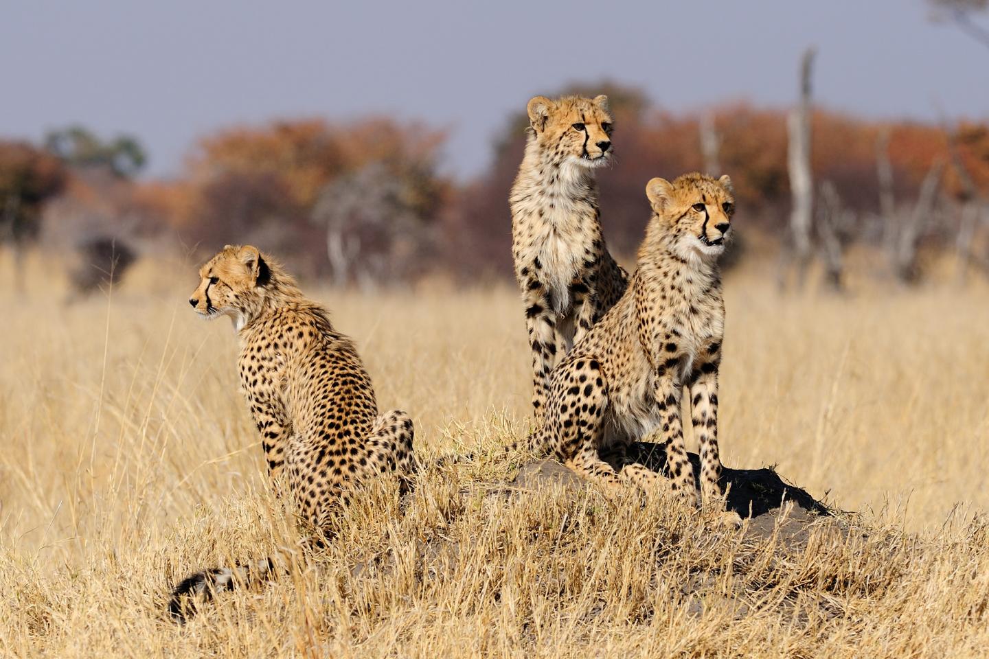 Three Grown Up Cheetahs