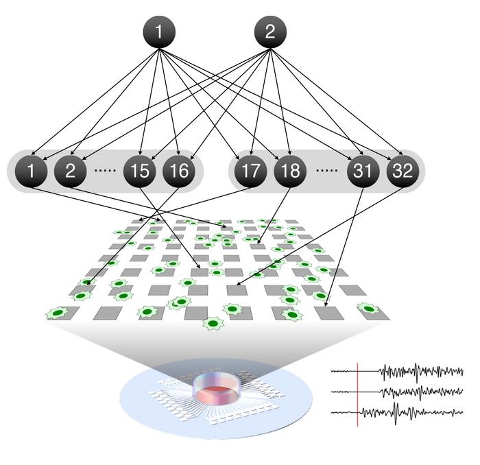 The free energy principle guides real neural network reorganization during learning