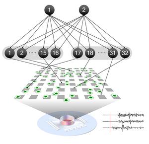 The free energy principle guides real neural network reorganization during learning