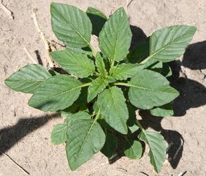 Palmer amaranth above