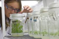 Researcher Inspects <i>Artemisia</i> Plants (2 of 2)
