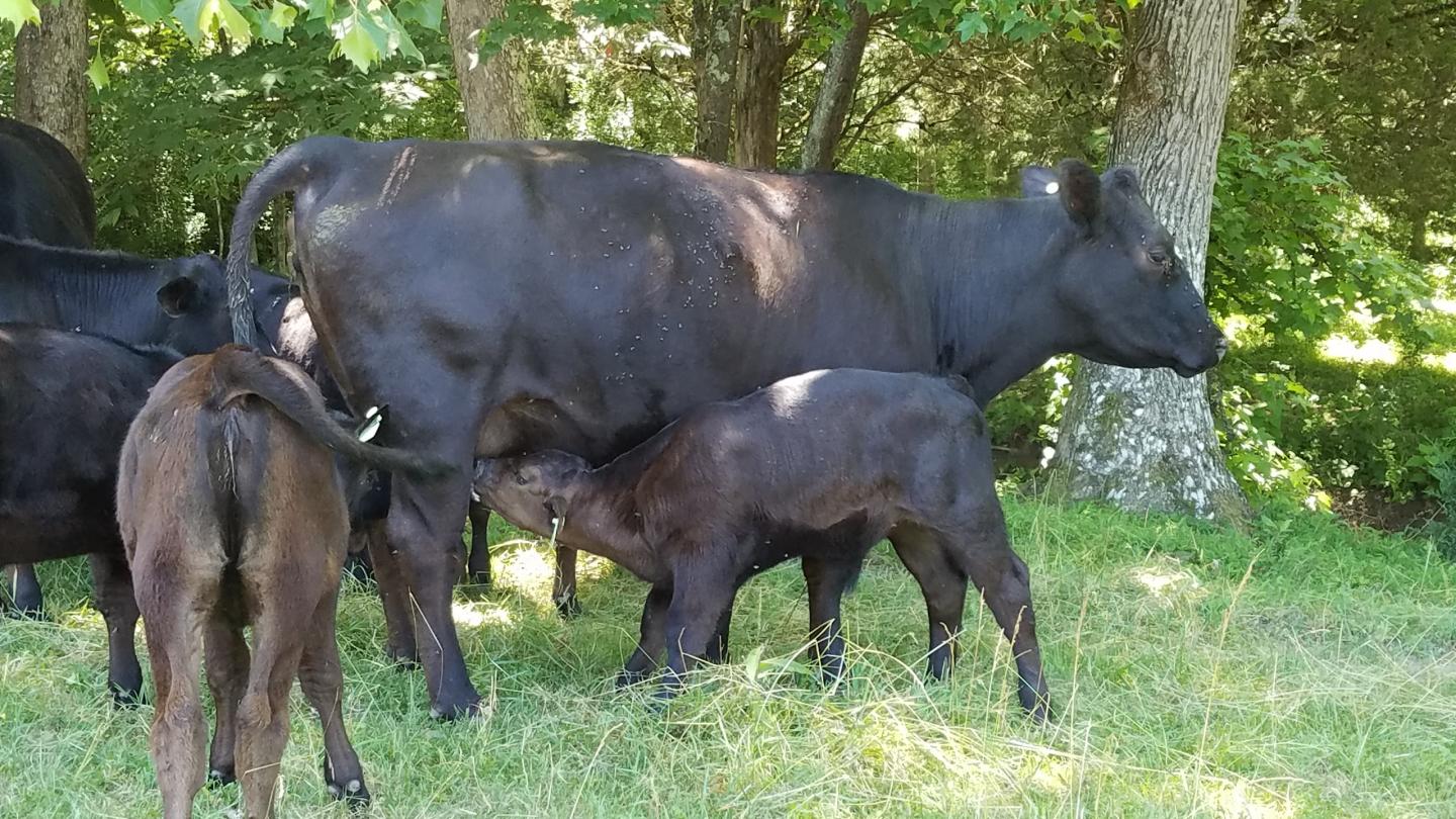 Tick-Infested Cattle on a Tennessee Farm