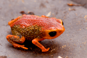 Brachycephalus coloratus