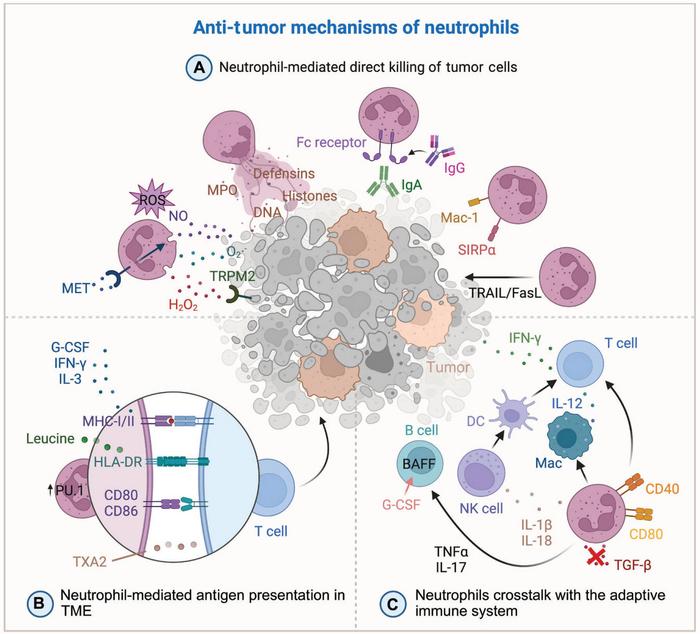 Overview of neutrophil mechanisms in anti-tumor activities.