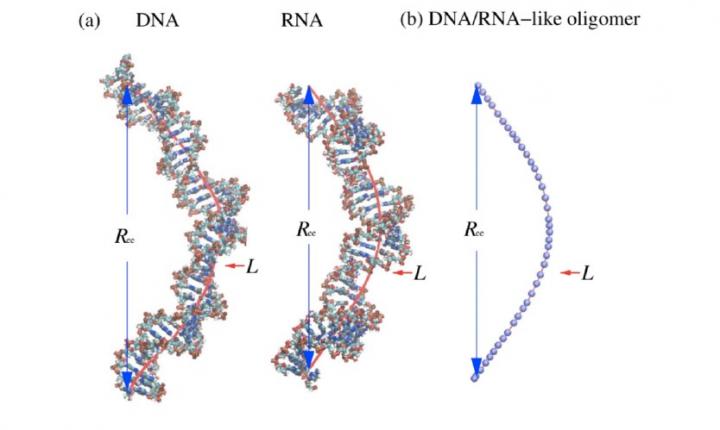 Illustrations of Double-Stranded DNA, RNA and a Wormlike Bead Chain Model