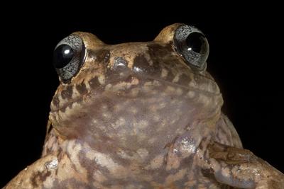 Critically Endangered Haitian Frog (1 of 3)