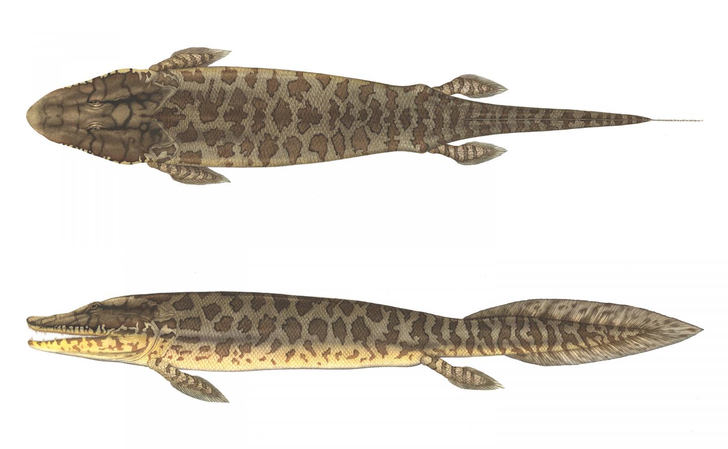 Tiktaalik Reconstruction