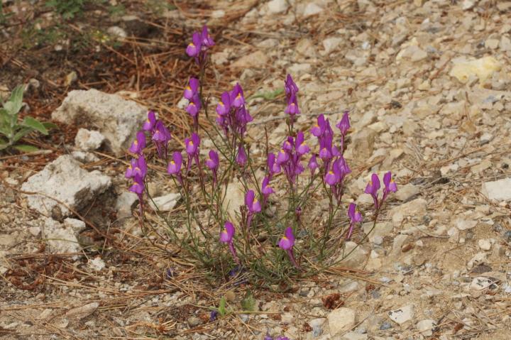 The Spanish Plant that Was Classified by Mistake