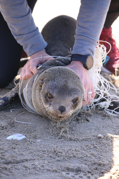 Fishing line entanglement of juvenile Cape fur seals