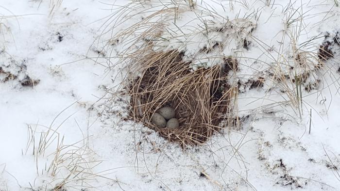 Snowy nest