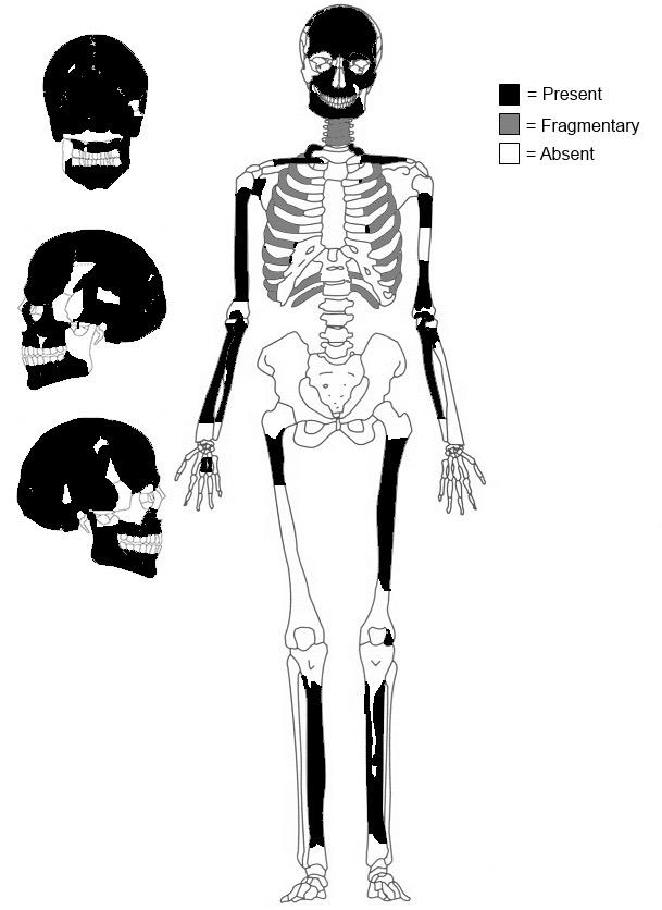 CA3-6H Skeleton Form
