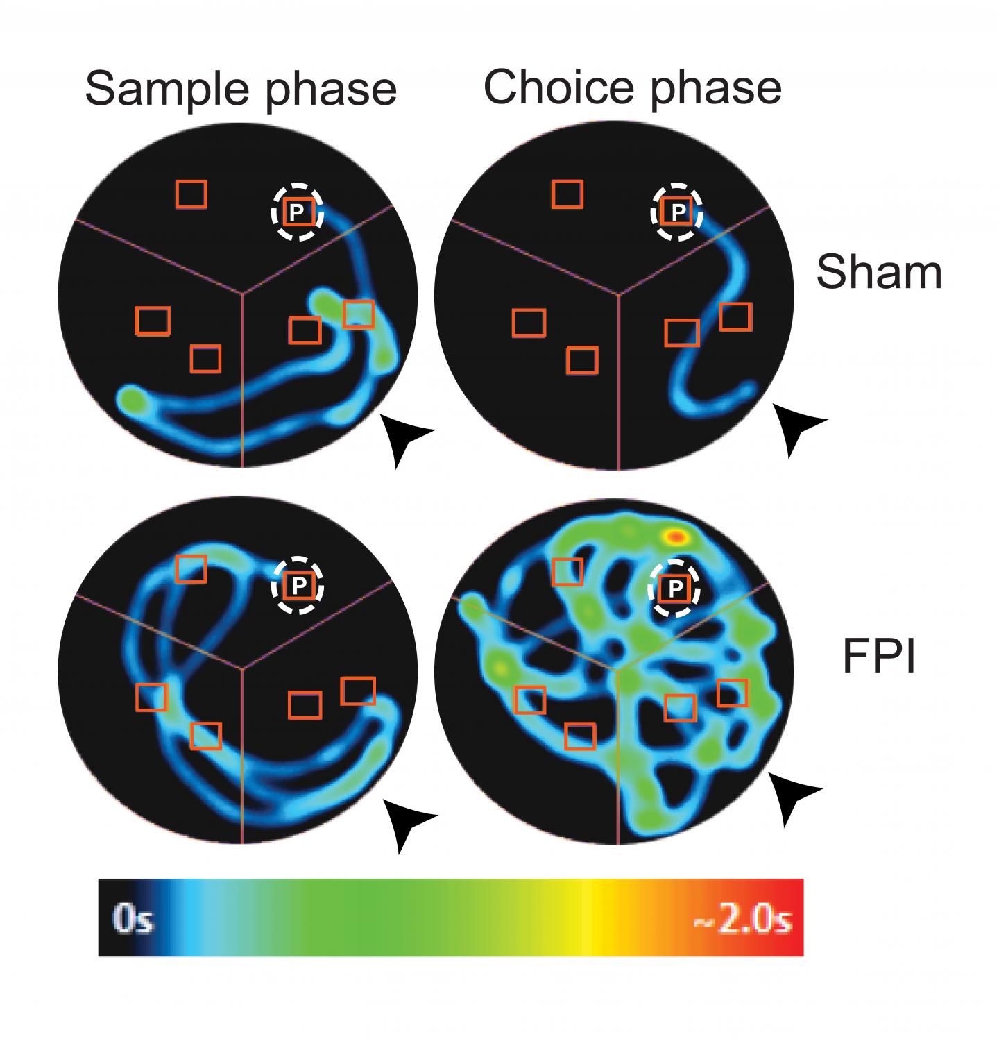 study-shows-how-memory-function-could-be-pres-eurekalert