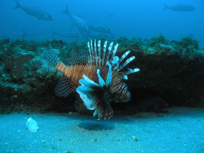 Invasive Indo-Pacific Lionfish
