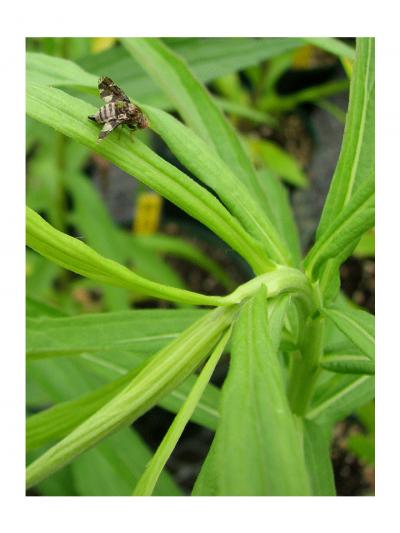 Tall Goldenrod (<i>Solidago altissima</i>)