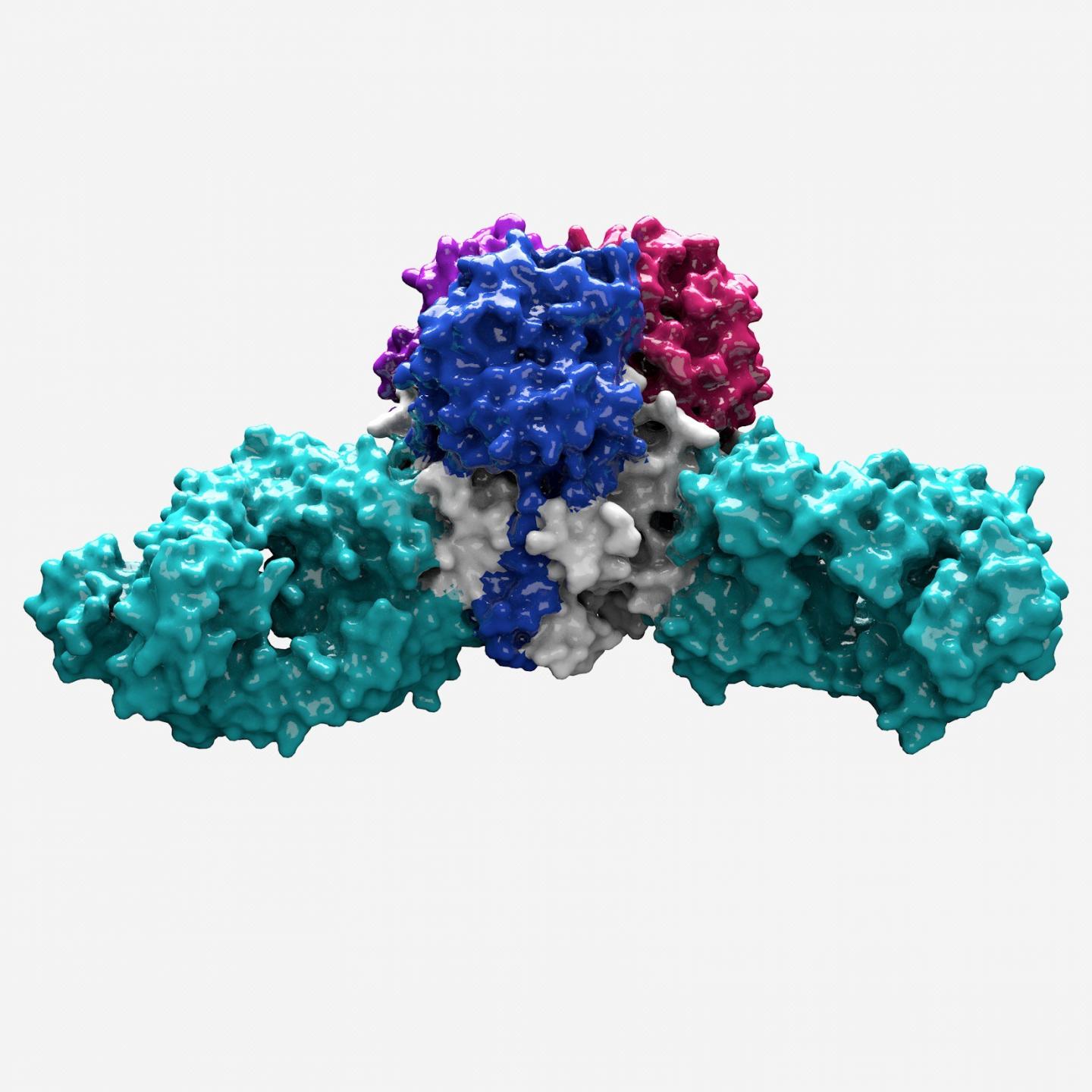 Human Antibody on Lassa Virus Surface Protein