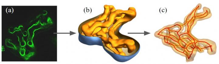 Mathematical Placenta Modelling