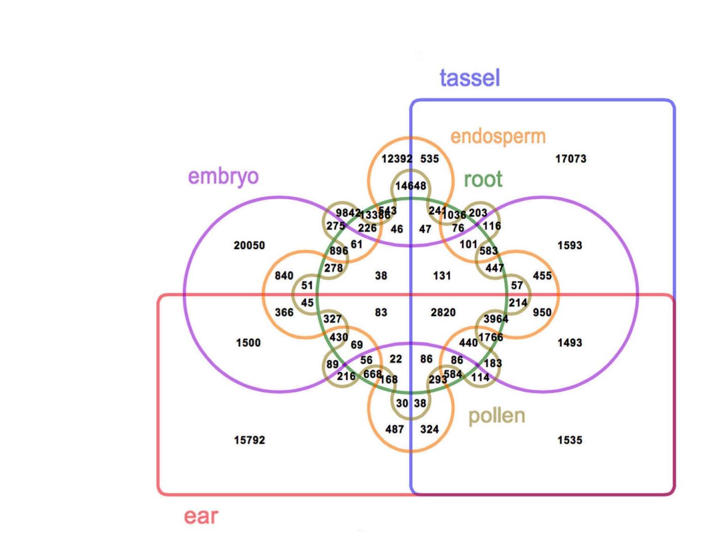 Where Maize Diversity Is Located