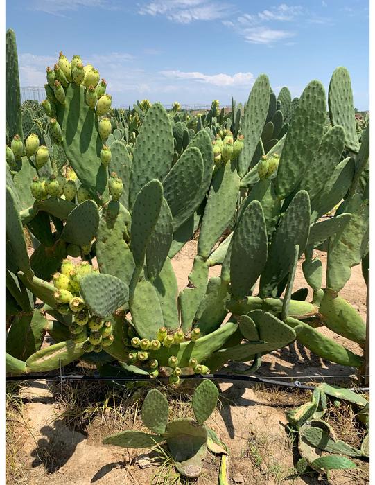 cactus-pear
