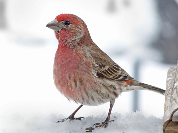 House Finch