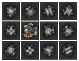 Small Protein Scaffold