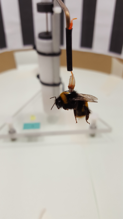 Bee in a flight mill