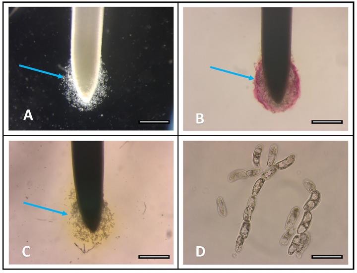 Lead Trapping by Border Cells