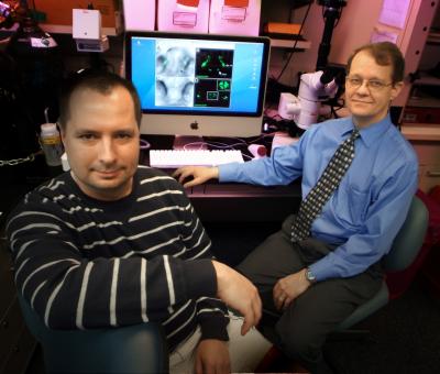 Zebrafish Enable Scientists to Study the Migration of Neurons that Enable Sexual Maturity