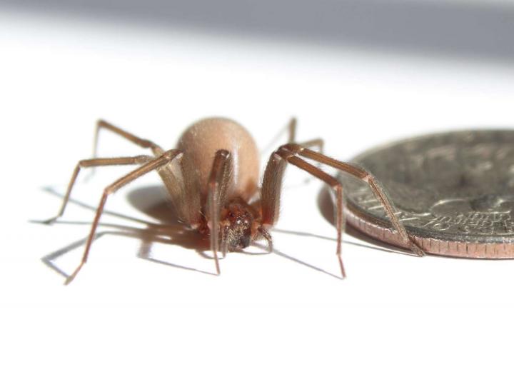 American Brown Recluse Spider