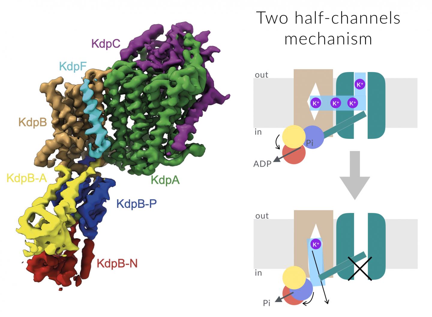 The Potassium-Uptake Complex KdpFABC