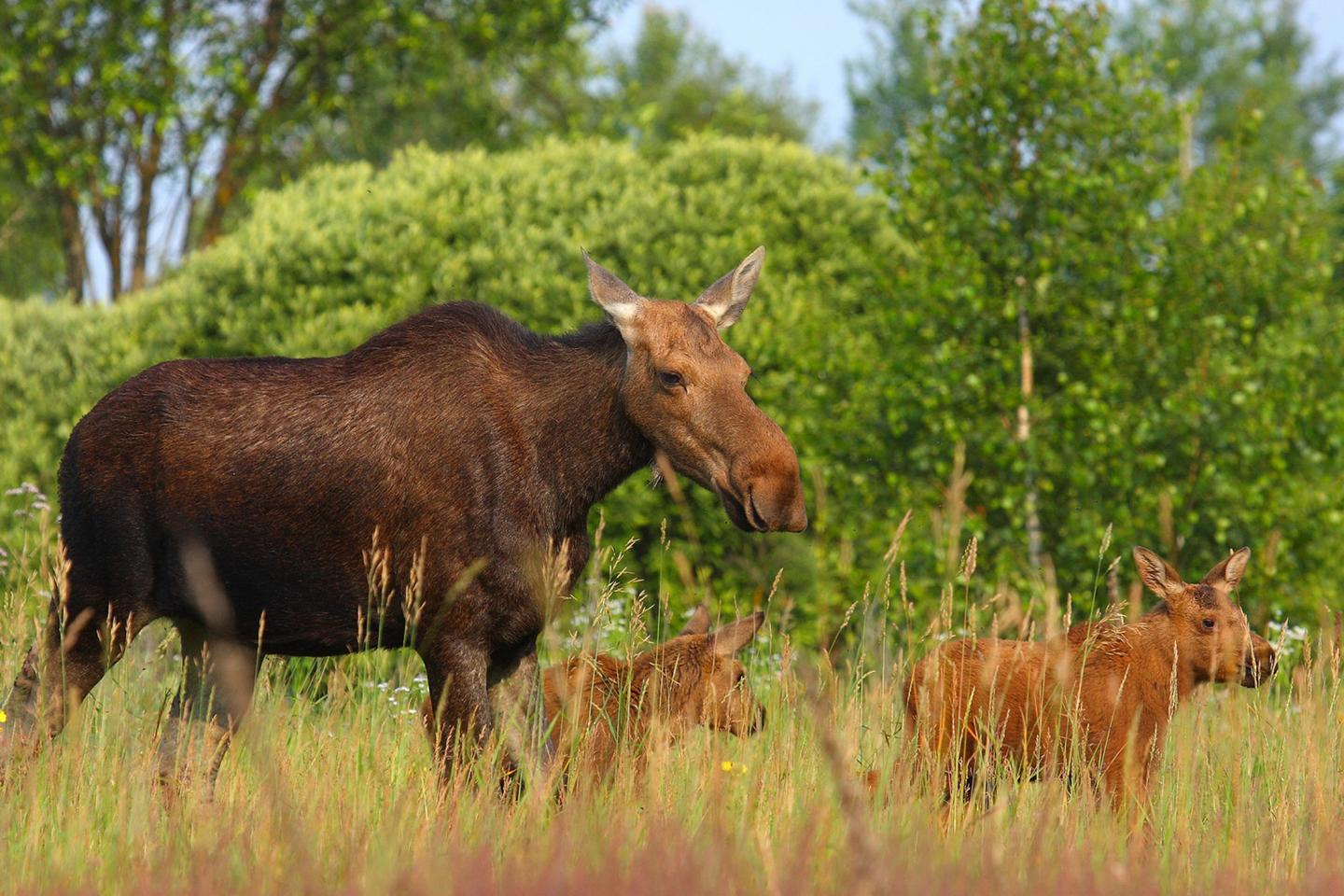 Family of Moose at Chernobyl
