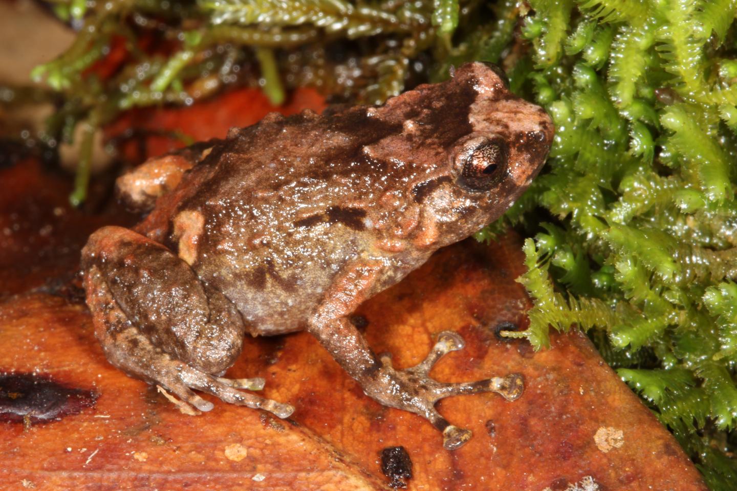 Common Nursery Frog