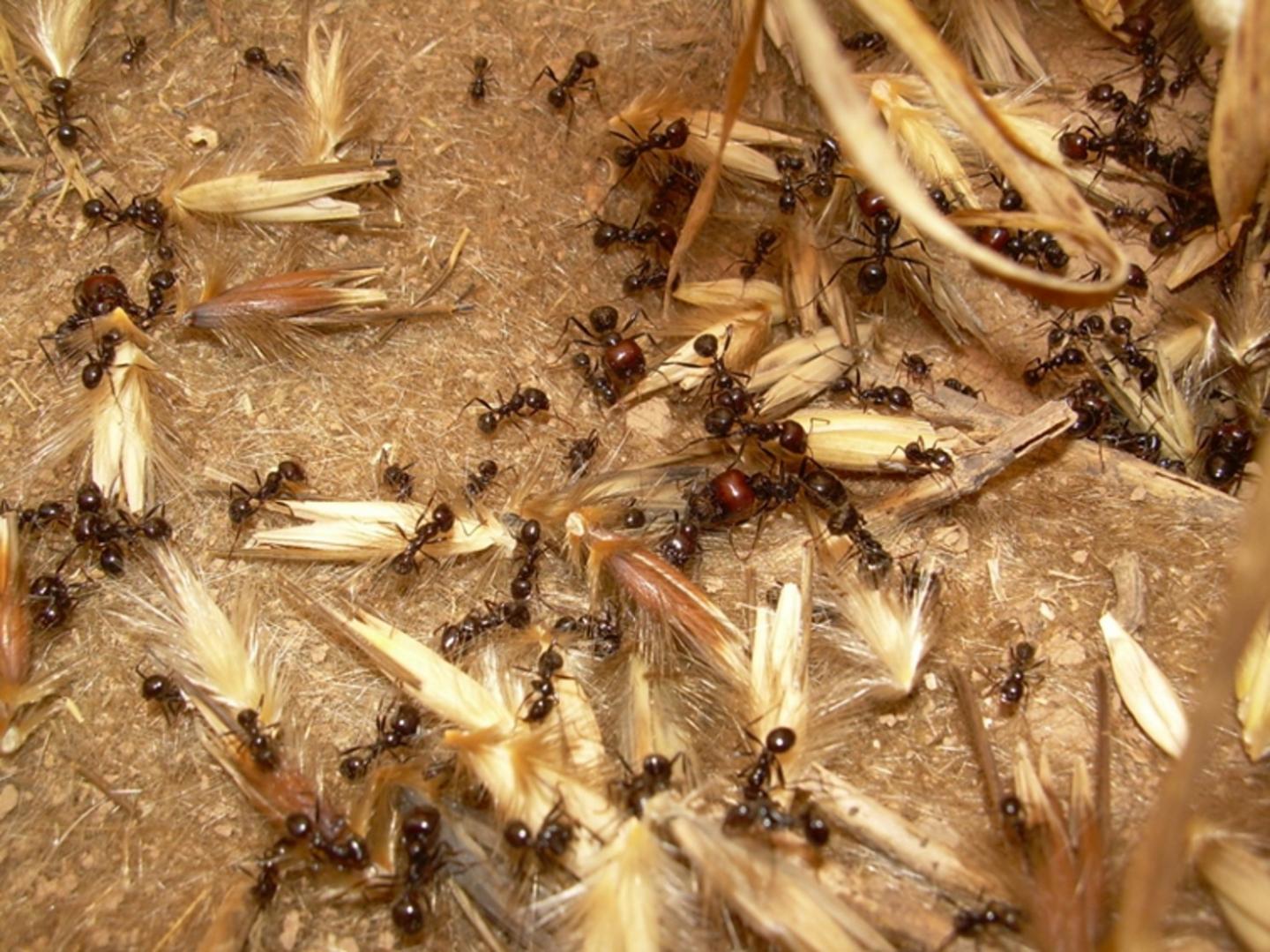 harvester ant nest