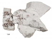 <i>Filikomys primaevus</i> Fossils