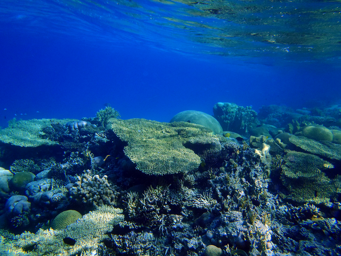Coral reef near Aqaba, Jordan