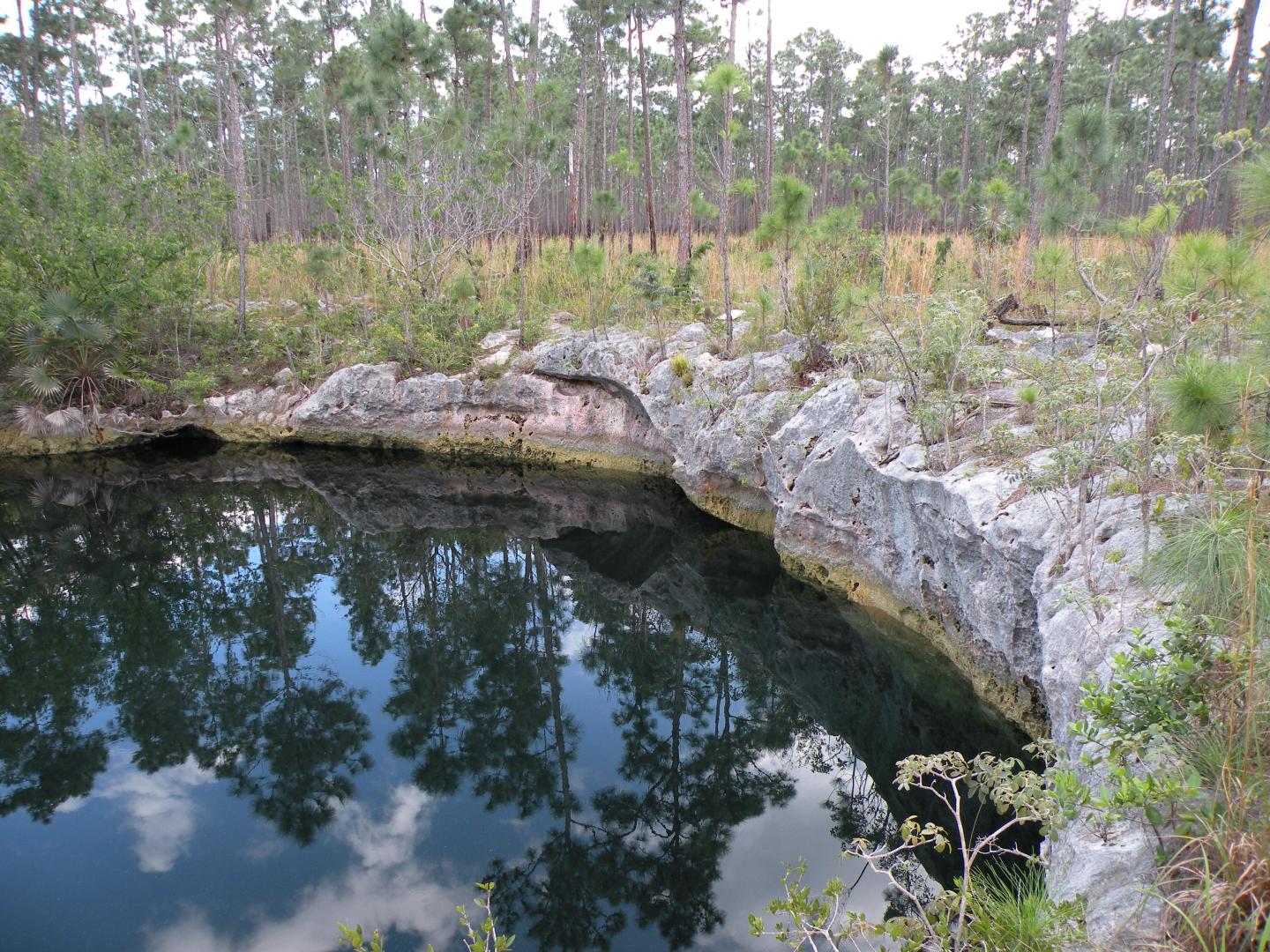 Sawmill Sink on of the Four Focal Fossil Sites