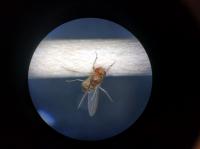 Immobilized Infected Fruit Fly