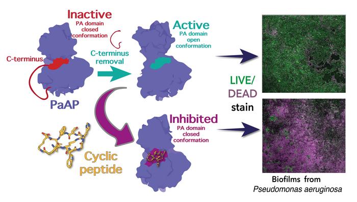 Biofilms