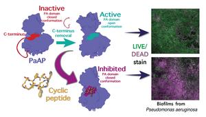 Recherche révolutionnaire sur les peptides pour lutter contre les bactéries