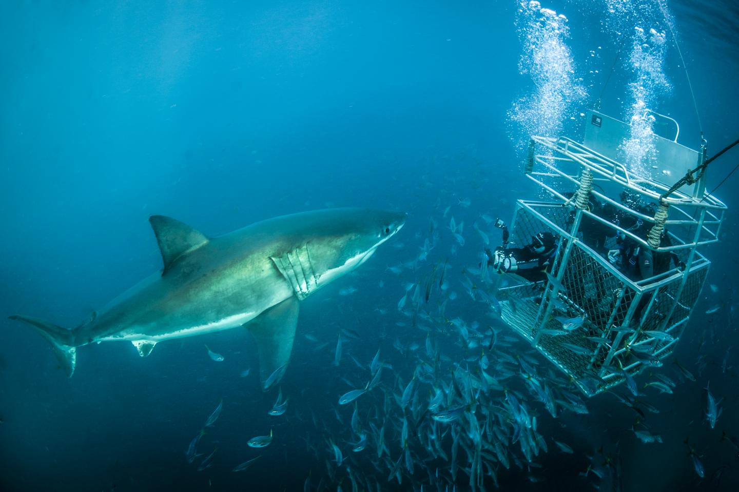cage shark diving