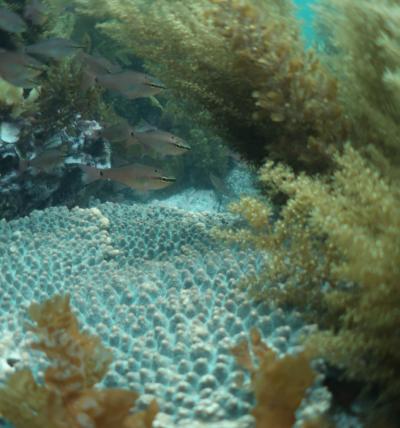 Transient Coexistence